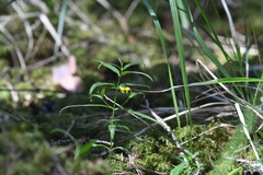 Melampyrum sylvaticum