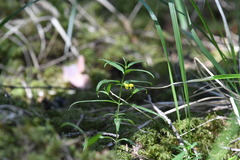 Melampyrum sylvaticum