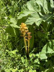 Orobanche flava