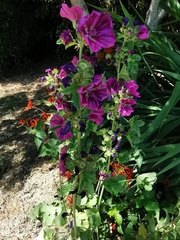 Malva sylvestris mauritiana