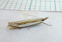 Crambus pascuella