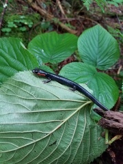 Plethodon jordani