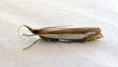 Crambus pascuella