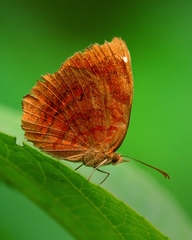 Ariadne ariadne