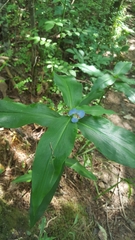 Commelina virginica