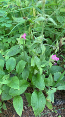 Silene dioica