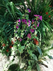 Malva sylvestris mauritiana