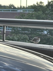 Passer domesticus