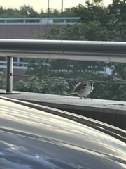 Passer domesticus
