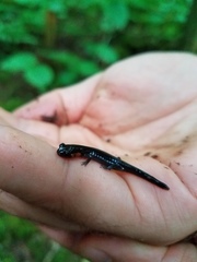Plethodon jordani
