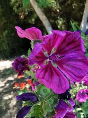 Malva sylvestris mauritiana