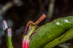 Dendrophthoe falcata