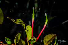 Dendrophthoe falcata