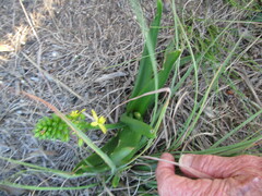 Bulbine latifolia
