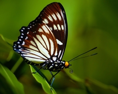 Euripus nyctelius