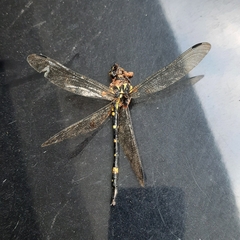Macrogomphus wynaadicus