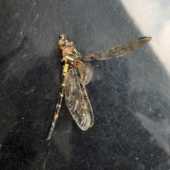Macrogomphus wynaadicus