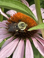 Bombus griseocollis