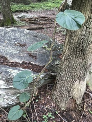 Aristolochia macrophylla