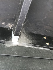 Tegenaria ferruginea