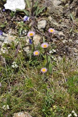 Erigeron alpinus