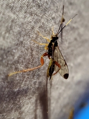 Spilopteron occiputale