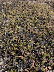 Cryptosepalum