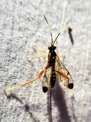 Spilopteron occiputale