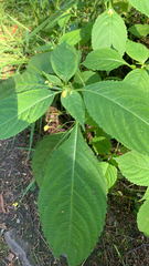Impatiens parviflora