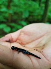 Plethodon jordani