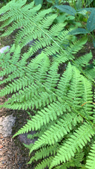 Athyrium filix-femina
