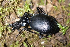 Scaphinotus cristatus