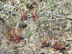 Drosera linearis