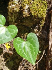 Asarum marmoratum