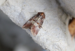 Mesoligia literosa