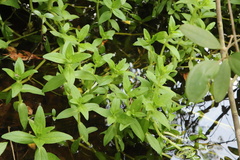 Limnophila aromatica