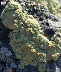 Protoparmeliopsis pinguis
