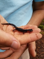 Plethodon jordani