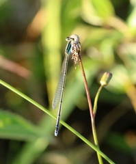 Aciagrion