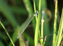 Aciagrion