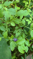 Vaccinium myrtillus