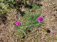 Armeria maritima