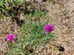 Armeria maritima