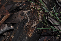 Artomyces austropiperatus