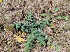 Cirsium vulgare
