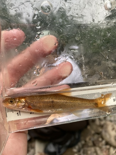 Bottlefish (Couesius plumbeus) — Cyprinidae — 5
