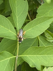 Anthophila