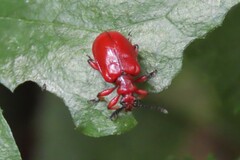 Lilioceris merdigera