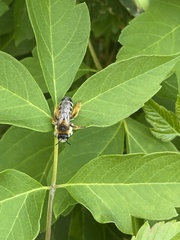 Anthophila