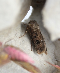 Agrotis clavis